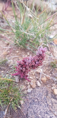 Orostachys spinosa