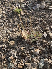 Artemisia michauxiana