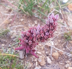 Orostachys malacophylla