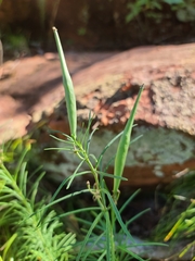 Asclepias verticillata