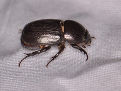 Pentodontini