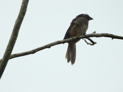 Saltator grandis
