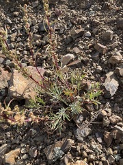 Artemisia michauxiana