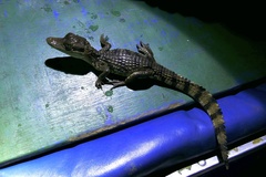 Caiman crocodilus