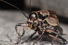Cyphoderris monstrosa