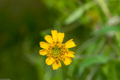 Tridax balbisioides