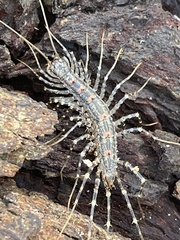 Allothereua maculata