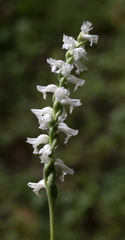 Spiranthes cernua