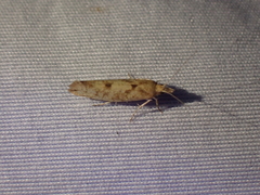 Ypsolopha cervella