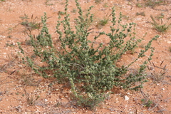 Salsola australis