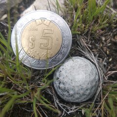 Mammillaria albiflora