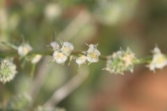 Salsola australis