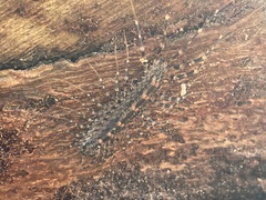 Allothereua maculata