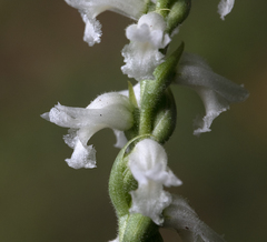 Spiranthes cernua