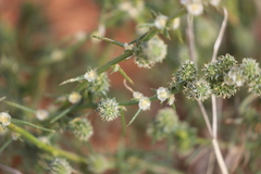 Salsola australis