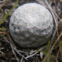 Mammillaria albiflora