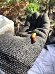 Tenebrio molitor