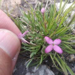 Houstonia rubra