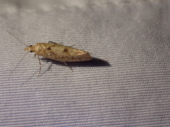Ypsolopha cervella