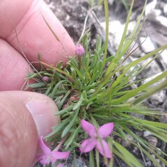 Houstonia rubra