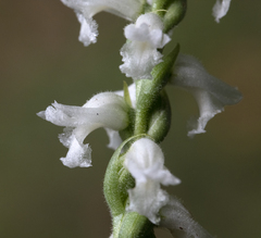Spiranthes cernua