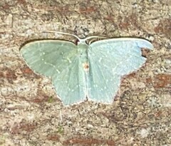 Chloropteryx tepperaria