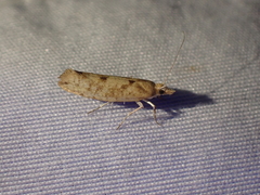 Ypsolopha cervella