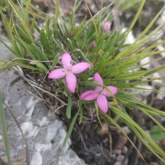 Houstonia rubra