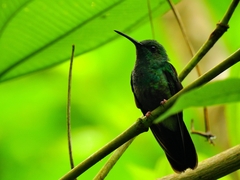 Chalybura urochrysia