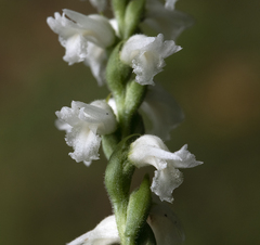 Spiranthes cernua