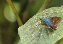 Eudamini