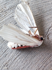 Phaegopterina