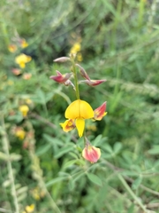 Crotalaria pumila
