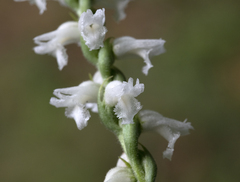 Spiranthes cernua