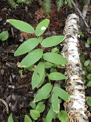 Streptopus lanceolatus