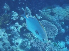 Trachinotus blochii