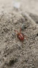 Erythraeidae