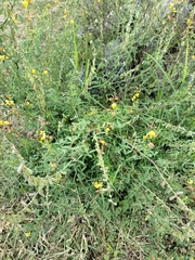 Crotalaria pumila