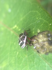 Perillus circumcinctus