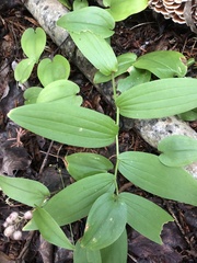 Streptopus lanceolatus