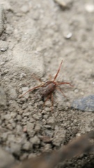 Erythraeidae