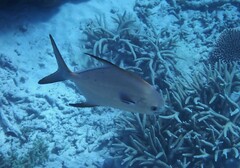 Trachinotus blochii