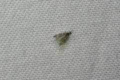 Hydroptilidae