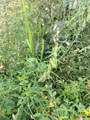 Crotalaria pumila