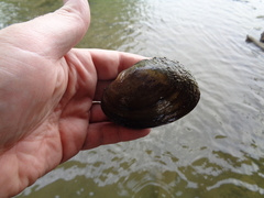 Potamilus fragilis