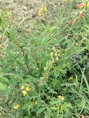 Crotalaria pumila