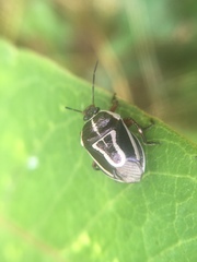 Perillus circumcinctus