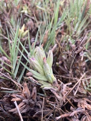 Chloropyron maritimum