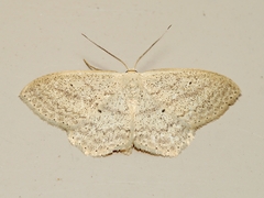 Scopula perlata