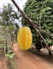 Averrhoa carambola